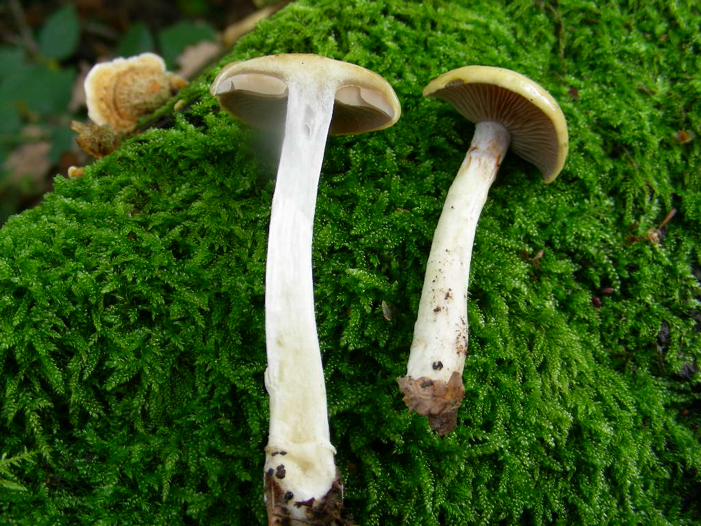 Mi sembra ...(mini quiz.)